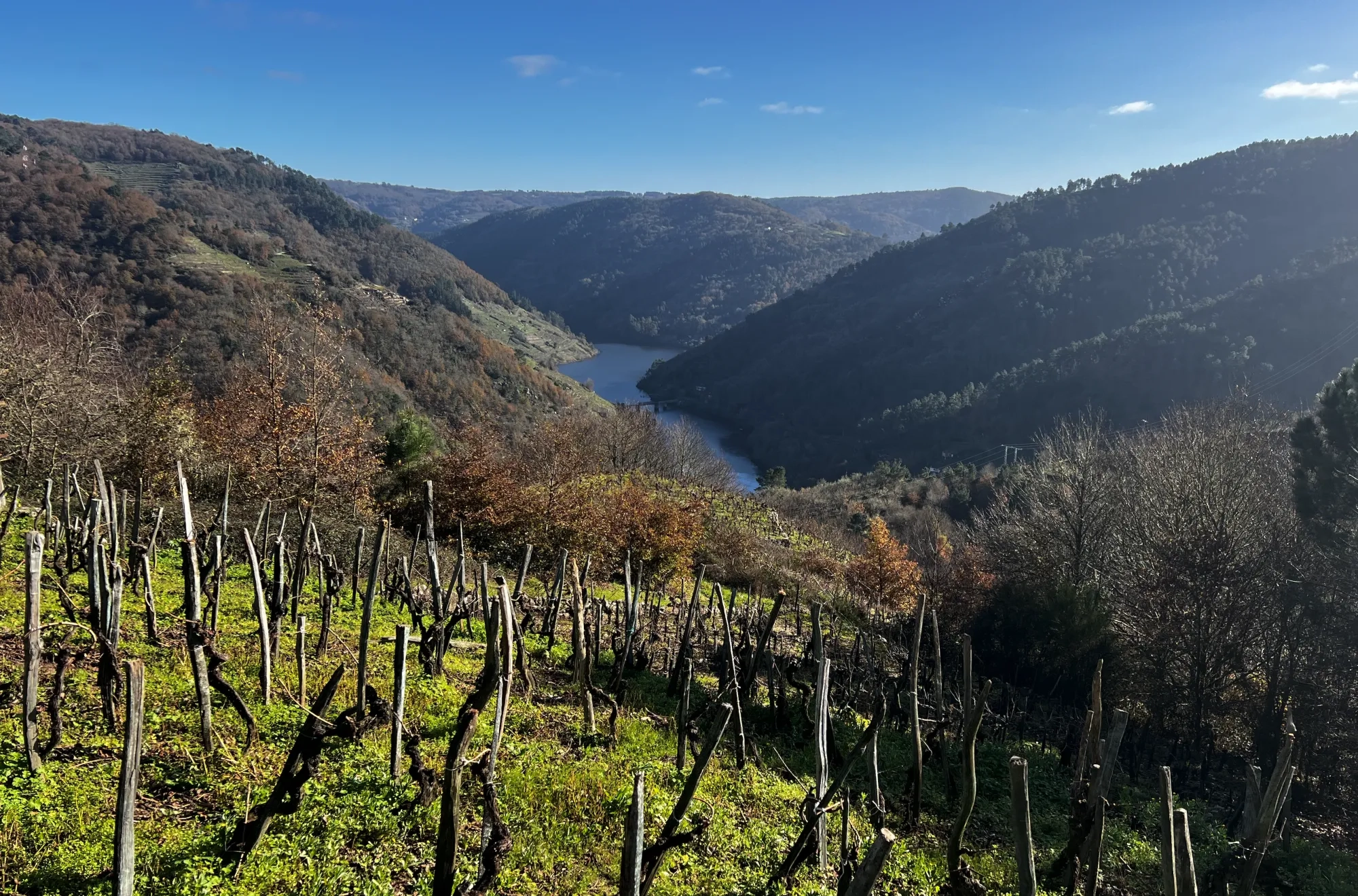 Cultivo de vid en Ribera Sacra